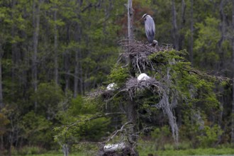 A gray heron sits on a tree nest in Audubon Swamp, Charleston, null, USA
