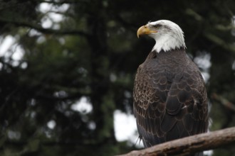 A bald eagle is majestically perched on a tree in Grandfather Mountain State Park, zero