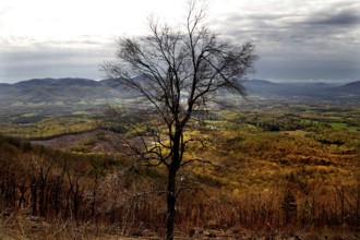 A single tree in a wide valley, The Great Valley, USA