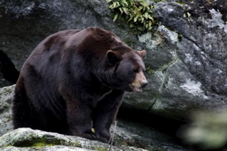 A black bear stands alert on rocky terrain, Grandfather Mountain State Park, North Carolina, USA