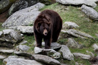A black bear moves between rocks in greenery, Grandfather Mountain State Park, North Carolina, USA