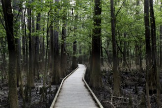 A wooden trail leads through a lush forest in Congaree National Park, Congaree National Park, South