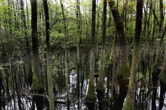 Forest and standing water in Congaree National Park in cloudy light, Congaree National Park, South