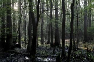 Light-flooded forest in Congaree National Park with flooded trees, Congaree National Park, South