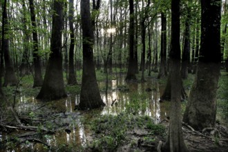 Dense forest in Congaree National Park with trees sticking out of the water, Congaree National