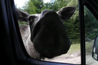 Elk cow curiously approaches the car window in Glasrikets Elk Park, Nybro, Kalmar, Sweden