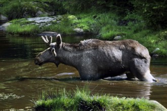 Bull elk standing in water surrounded by green forest area, Nybro, Sweden