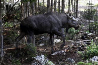 Bull elk moving through dense forests full of tree trunks, Nybro, Sweden