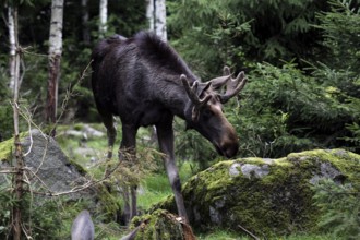 Bull elk between trees and moss-covered stones in the forest, Nybro, Sweden