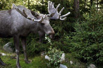 Big bull elk in the forest surrounded by thick trees, Nybro, Sweden