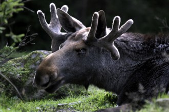 Bull elk resting in the forest of Glasriket Elk Park, Nybro, Kalmar, Sweden