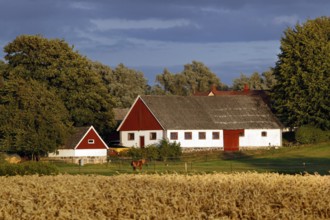 Typical Swedish farmhouse in the summer countryside of Småland, Småland, Sweden