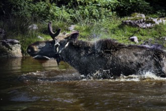 Bull elk swims in the lake of the Glasriket Elk Park near Nybro, Nybro, Kalmar, Sweden