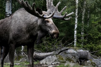 A stately bull moose at Glasrikets Elk Park in Nybro against a wooded backdrop, Nybro, Kalmar