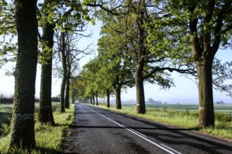 Long sunny avenue lined with tall green trees along a country road, Zeleznodorznyj, Kaliningrad,