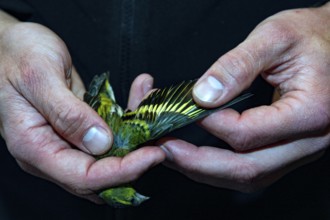 Hands carefully holding a small bird for examination, Curonian Spit, RUS