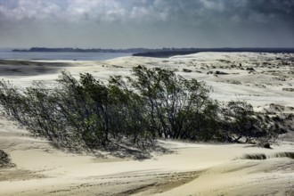 White sand and low bushes in a windy dune landscape, Ephas Heights, Kaliningrad, Russia