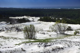 Wide sand dunes with sporadically growing bushes under bright blue sky, Ephas Heights, Kaliningrad,