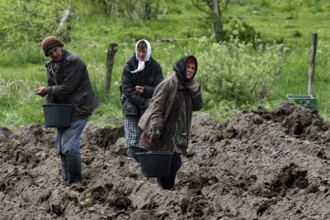 Farmers plant potatoes in a muddy field when it rains, Gromovo, Russia