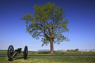 An old cannon is placed in front of a large tree on the grounds of Gettysburg National Military