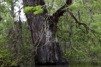 Large tree with moss-covered branches in Atchafalaya Basin swamp, lush green area, zero