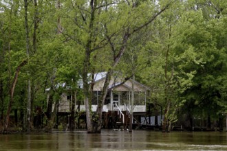 A lonely house is hidden in the swampy forest, Atchafalaya Basin, Louisiana, USA