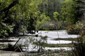 Tranquil pond surrounded by lush greenery, reflecting the forest on Avery Island, zero