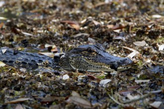 A camouflaged alligator hides among leaves and branches in Avery Island, zero
