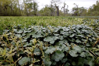 Lush, green vegetation on the water in the Atchafalaya Basin swamp, zero