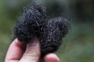 Close-up of Spanish moss being held by one hand, Atchafalaya Basin, Louisiana, USA