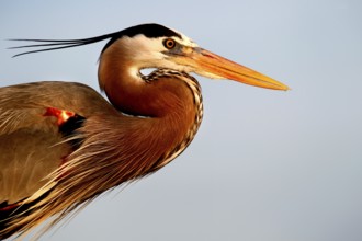 Close-up of a magnificent heron with contrasting feathers and a sharp beak