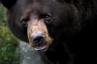 Close-up of a black bear with detailed focus on face in Grandfather Mountain State Park,