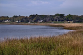 Tranquil water landscape with reeds and surrounding trees in Beaufort, Beaufort, South Carolina,