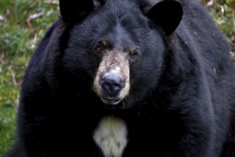 A black bear is lying in wait in a wooded area, Grandfather Mountain State Park, North Carolina,