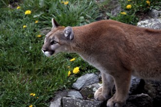 Mountain lion in hunting pose surrounded by rocks and yellow flowers in Grandfather Mountain State