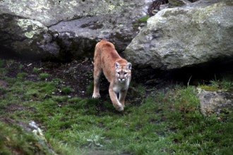A mountain lion moves between rocks and grass in Grandfather Mountain State Park, Grandfather