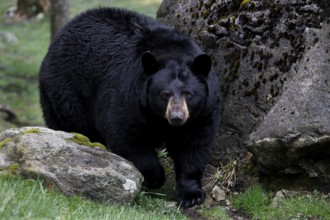 American Black Bear moves between rocks and grass in Grandfather Mountain State Park, Grandfather