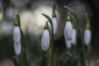 Snowdrop (Galanthus nivalis), Emsland, Lower Saxony, Germany