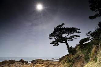 Coastal landscape at night with characteristic tree in the light of the moon, Yokosuka, Japan