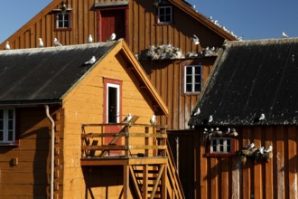 Wooden building with seagulls in Vardø harbour under clear sky, Vardø, Finnmark, Norway