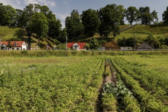 Green fields with small houses and wooded hills in Veliuona, Veliuona, Lithuania