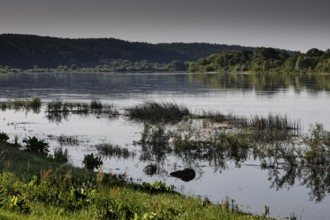 Calm river with dense vegetation on the shore near Vilkija, Vilkija, Lithuania