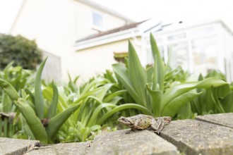 Common frog (Rana temporaria) adult amphibian in a garden with a house in the background in spring,