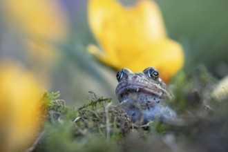 Common frog (Rana temporaria) adult amphibian amongst garden yellow crocus flowers in spring,