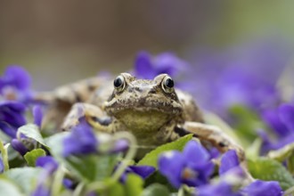 Common frog (Rana temporaria) adult amphibian on garden blue violet flowers in spring, England,