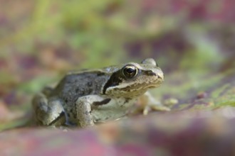 Common frog (Rana temporaria) juvenile baby froglet amphibian on an autumn colour leaf, England,