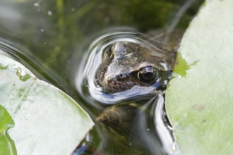 Common frog (Rana temporaria) adult amphibian on the water surface of a garden pond amongst water