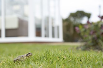 Common frog (Rana temporaria) adult amphibian on a garden grass lawn with a house in the background