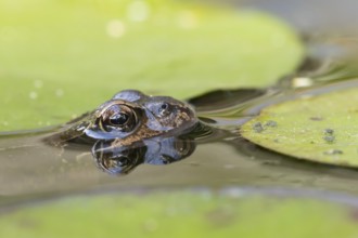 Common frog (Rana temporaria) adult amphibian on the water surface of a garden pond amongst water