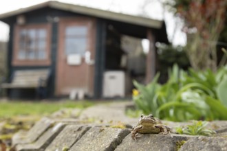 Common frog (Rana temporaria) adult amphibian in a garden with a shed in the background in spring,